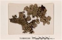 藏品(網梅衣)的圖片